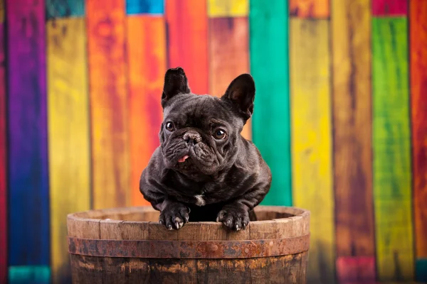 Bonito bulldog francés —  Fotos de Stock