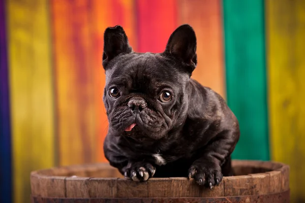 Schöne französische Bulldogge — Stockfoto