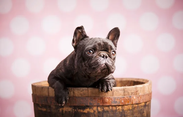 Fin fransk bulldog — Stockfoto