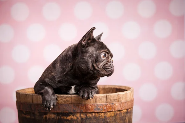 Bonito bulldog francés —  Fotos de Stock
