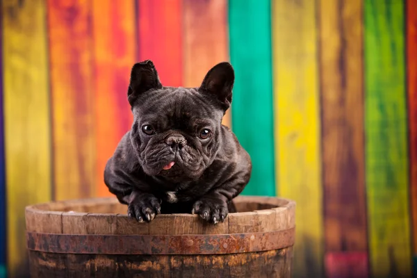 Nice french bulldog — Stock Photo, Image