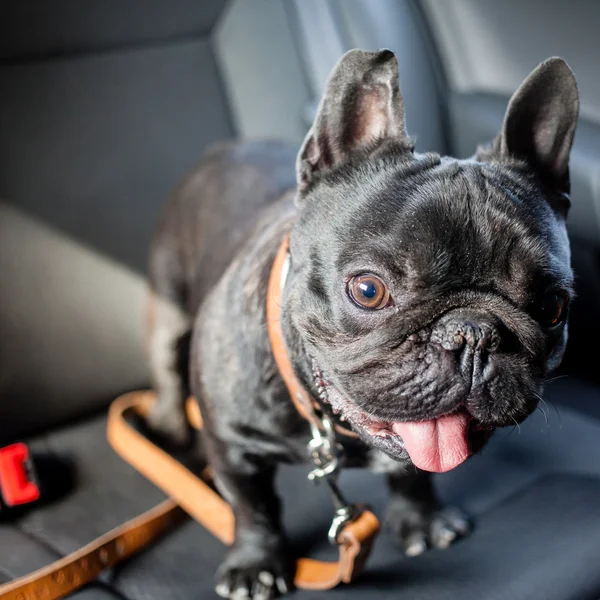 Franse bulldog in auto — Stockfoto