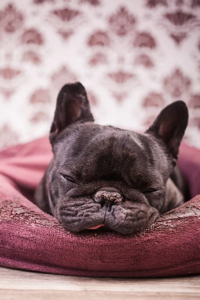 Französische Bulldogge entspannt — Stockfoto