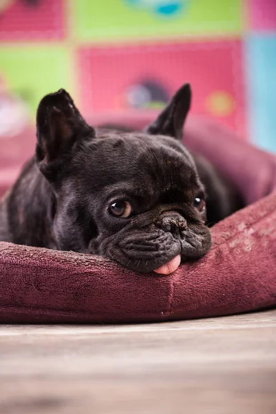 French bulldog relaxing — Stock Photo, Image