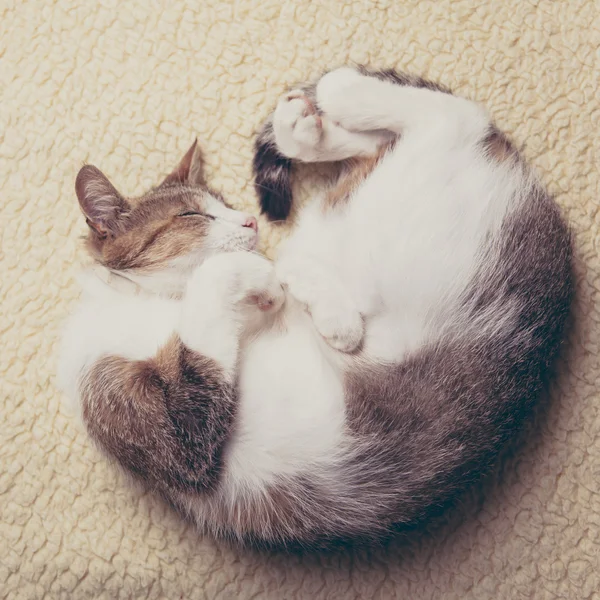 Eine entspannte Katze — Stockfoto