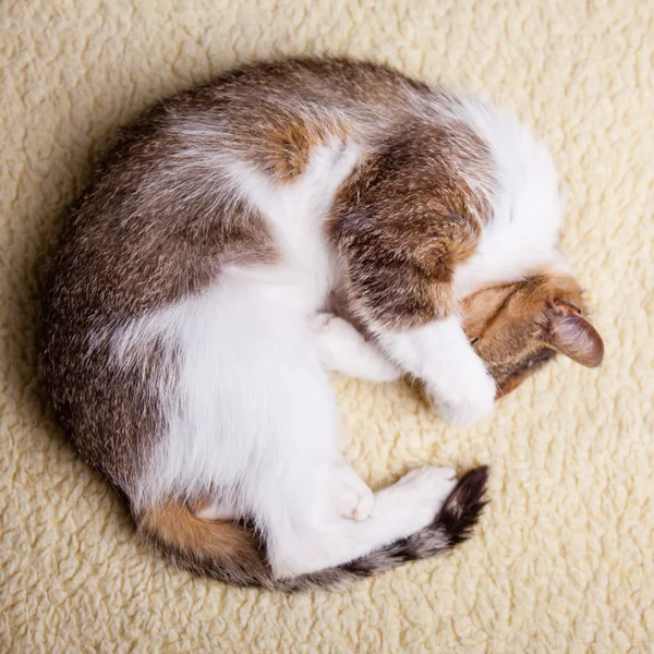 Um gato relaxante — Fotografia de Stock