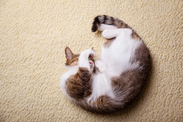 Een ontspannende kat — Stockfoto