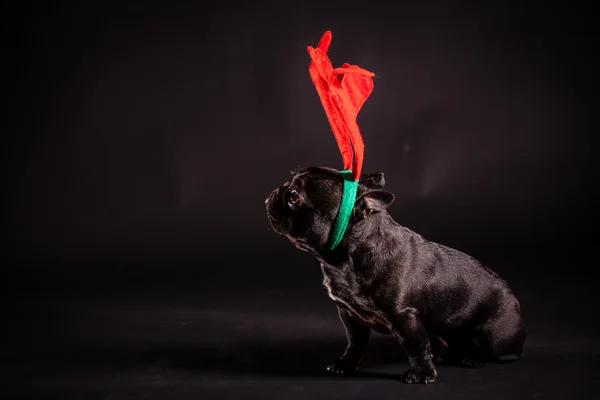 Bulldog francés con cornamenta —  Fotos de Stock