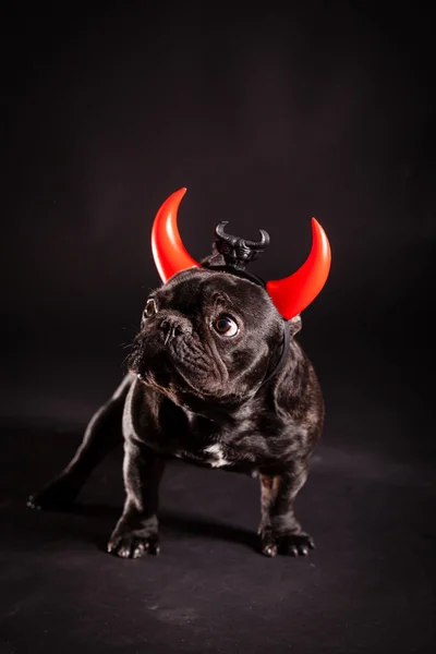 Small french bulldog — Stock Photo, Image