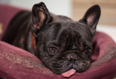 Fransız buldozer rahatlatıcı