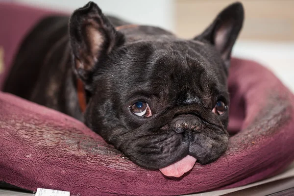 Ranskalainen bulldog rentouttava — kuvapankkivalokuva