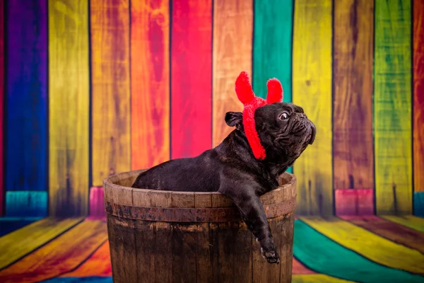 Devil french bulldog — Stock Photo, Image