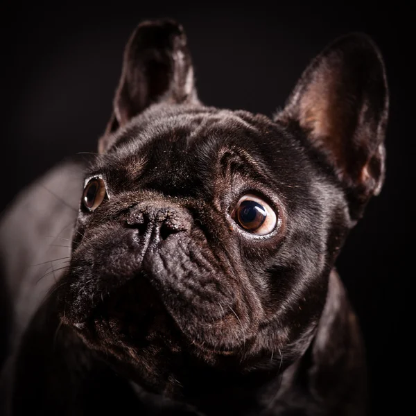 A french bulldog — Stock Photo, Image