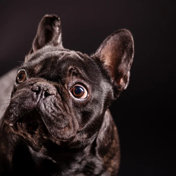 Un bulldog francés — Foto de Stock
