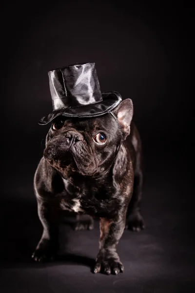 Elegante französische Bulldogge — Stockfoto