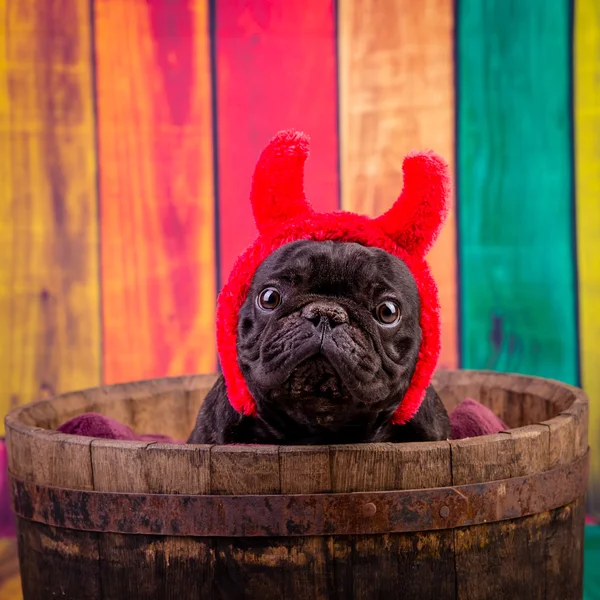 Devil french bulldog — Stock Photo, Image