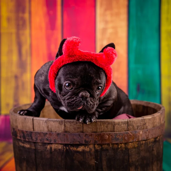 Diablo francés bulldog —  Fotos de Stock