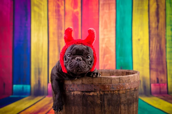 Diablo francés bulldog — Foto de Stock