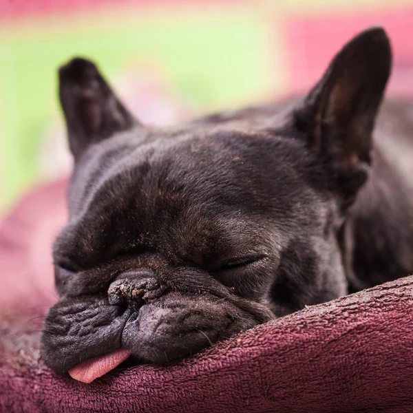 Französische Bulldogge entspannt — Stockfoto