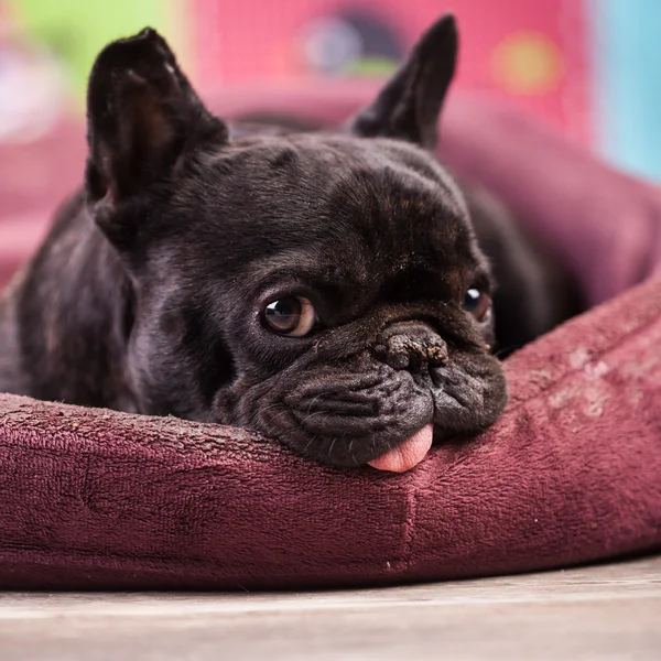 Französische Bulldogge entspannt — Stockfoto