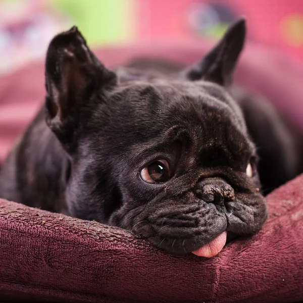 French bulldog relaxing — Stock Photo, Image