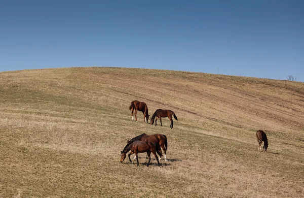 Vackra hästar i gård — Stockfoto