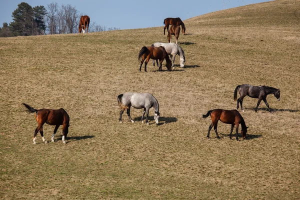 Belos cavalos em uma fazenda — Fotografia de Stock