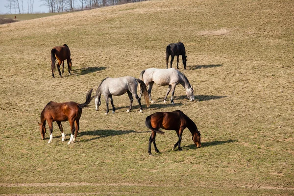 Vackra hästar i en gård — Stockfoto