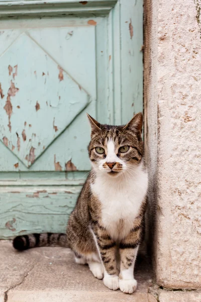 Sokakta güzel kedi — Stok fotoğraf