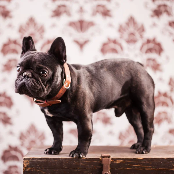 Un bulldog francese — Foto Stock