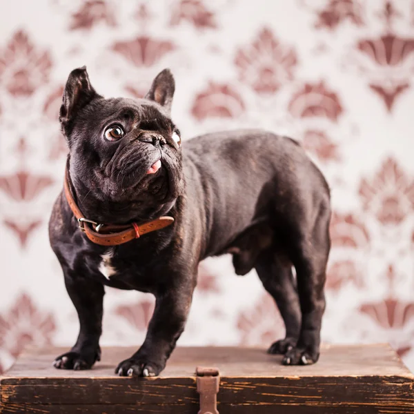 Un bulldog francese — Foto Stock