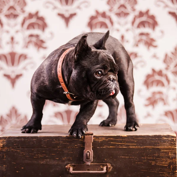 Een Franse bulldog — Stockfoto