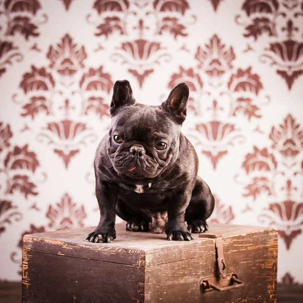 Un bulldog francese — Foto Stock