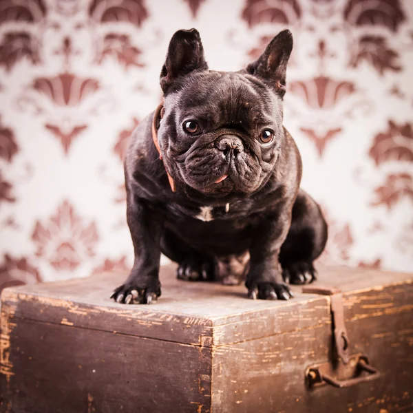 En fransk bulldog — Stockfoto