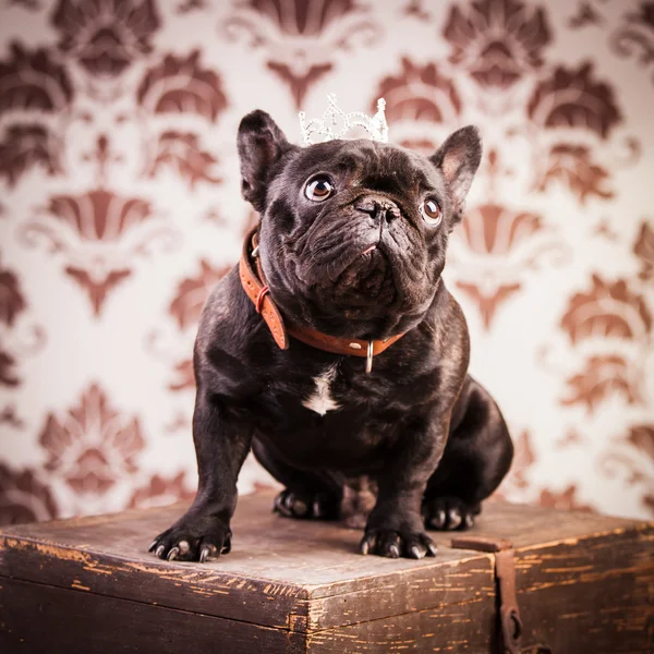 Franse bulldog koning — Stockfoto