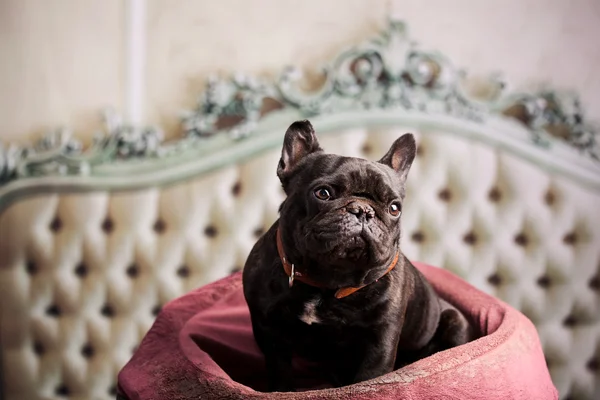 Un bulldog francés — Foto de Stock