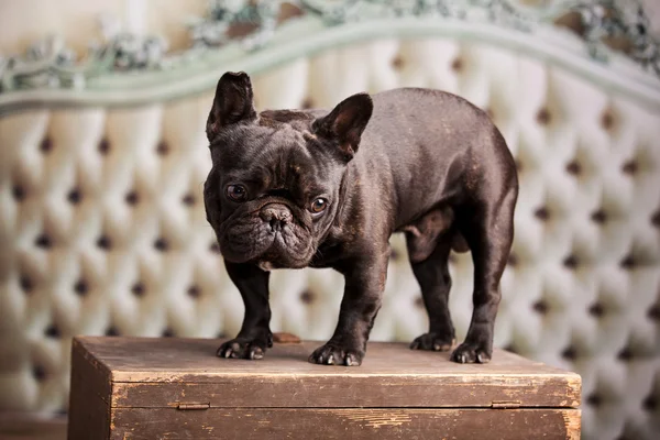 Eine französische Bulldogge — Stockfoto