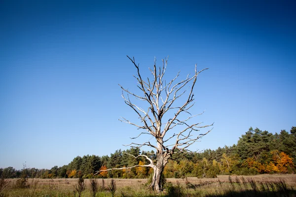 Einsamer trockener Baum — Stockfoto