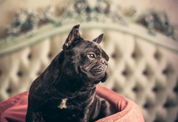 Schöne französische Bulldogge — Stockfoto