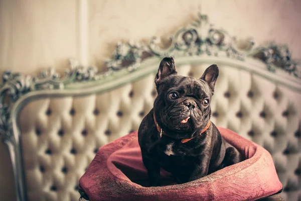 Mooie Franse bulldog — Stockfoto
