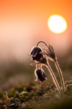 Gün batımı ile siyah pulsatilla