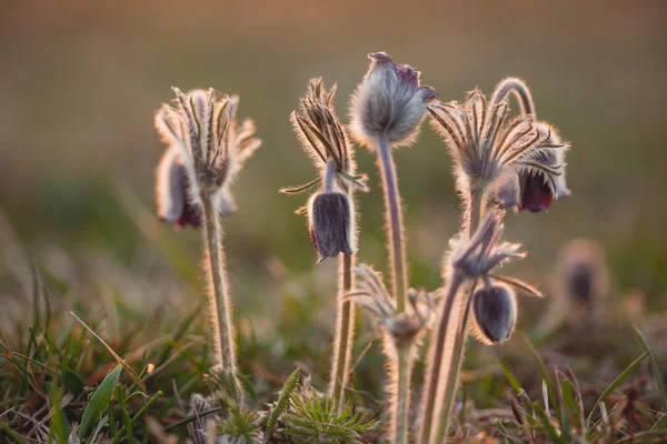 Beautiful Black pulsatilla — Stock Photo, Image