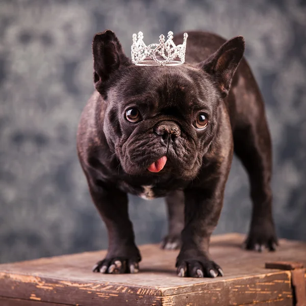 Een Franse bulldog — Stockfoto