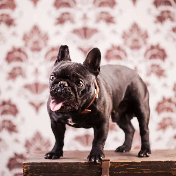 Un bulldog francese — Foto Stock