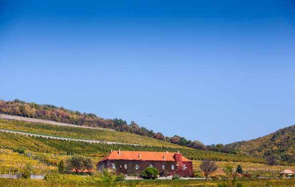 Vineyard with building