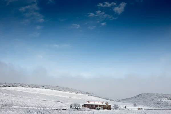 Vineyard with building in winter — 图库照片