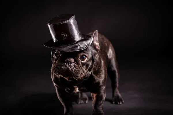 Elegante bulldog francese — Foto Stock