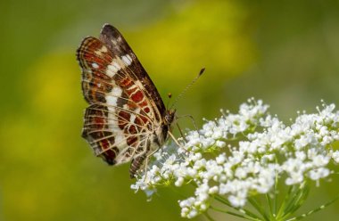        Beyaz bir çiçeğin üzerinde bir kelebek