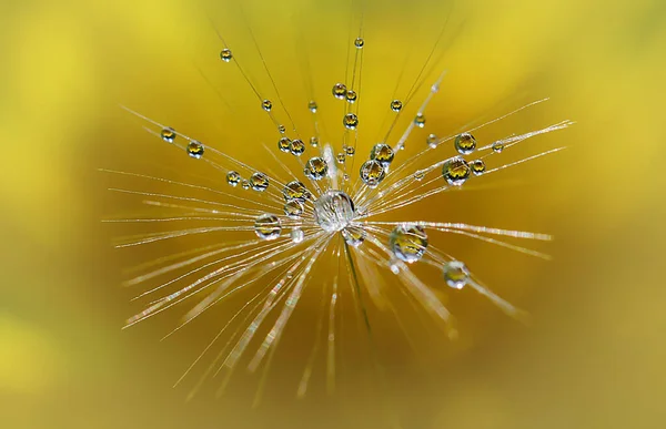 Çiğ taneli karahindiba