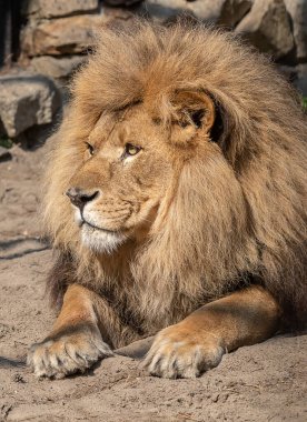 Hayvanat bahçesinde bir aslan
